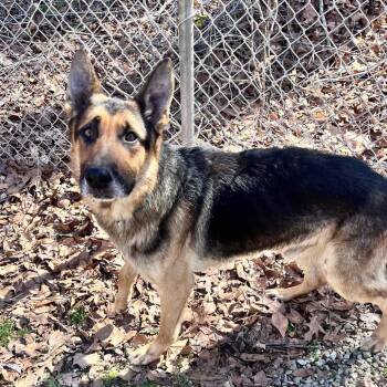 Mixed Breed Dogs Available for Adoption - Murphy | PetCurious