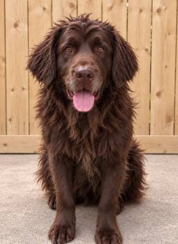 Coco -  Newfoundland Dog Dog for Adoption in Dallas, Texas - Coco | PetCurious