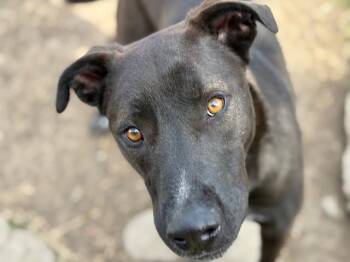 Dutch Shepherd and Mixed Breed Dogs Available for Adoption - SKY | PetCurious