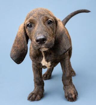 Creek -  Beagle and Labrador Retriever Dog for Adoption in Watertown, Connecticut - Creek | PetCurious