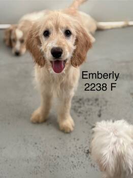 Rescue Golden Retriever and Spaniel Dogs for Adoption in Los Angeles, California - Emberly #2238 | PetCurious