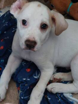 Hound and American Bulldog Dogs Available for Adoption - Elio | PetCurious