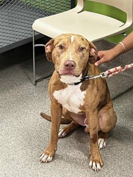 Rescue Catahoula Leopard Dog Dogs for Adoption in Louisville, Kentucky - SCOOBY | PetCurious