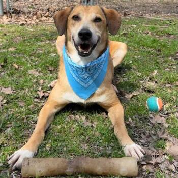 Rescue Mixed Breed Dogs for Adoption in Charleston, West Virginia - Curly | PetCurious