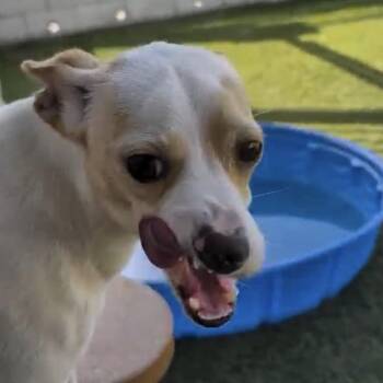 Taquito -  Chihuahua Dog for Adoption in Houston, Texas - Taquito | PetCurious