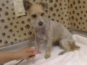 ALORA -  Cairn Terrier and Mixed Breed Dog for Adoption in Sacramento, California - ALORA | PetCurious