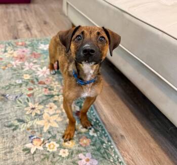 Gideon Beau Lovable Little Guy -  Dachshund and Chihuahua Dog for Adoption in Friendswood, Texas - Gideon Beau Lovable Little Guy | PetCurious