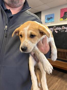 Hound and German Shepherd Dog Dogs Available for Adoption - Sango | PetCurious