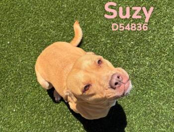 Mixed Breed Dogs Available for Adoption in Clarksville, Tennessee - Suzy | PetCurious