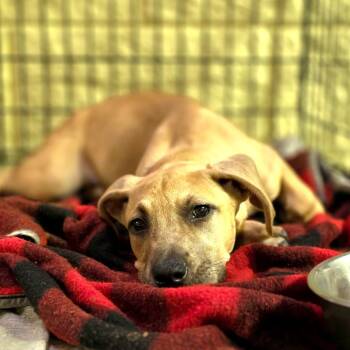 Princess -  Labrador Retriever and Mixed Breed Dog for Adoption in Port Charlotte, Florida - Princess | PetCurious