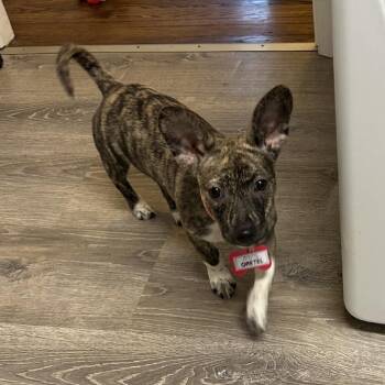 Gretel -  Shepherd Dog for Adoption in Wake Forest, North Carolina - Gretel | PetCurious