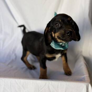 Dodger -  Mixed Breed Dog for Adoption in Canal Winchester, Ohio - Dodger | PetCurious