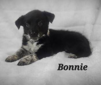 Rescue Border Collie Dogs for Adoption in Orland Hills, Illinois - Bonnie | PetCurious