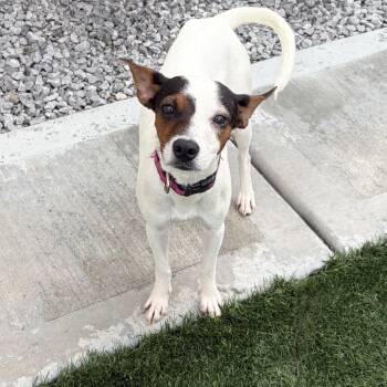 Kenna -  Rat Terrier and Mixed Breed Dog for Adoption in Overland Park, Kansas - Kenna | PetCurious