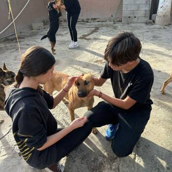 Rescue Mixed Breed and Black Mouth Cur Dogs for Adoption in Palm Desert, California - Petuka (Honey) | PetCurious