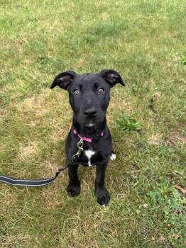 Honey -  Shepherd and Collie Dog for Adoption in Shermans Dale, Pennsylvania - Honey | PetCurious