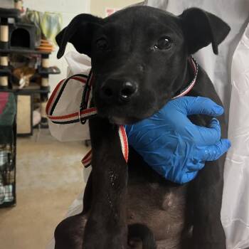 Shepherd and Staffordshire Bull Terrier Dogs Available for Adoption in Edinburg, Texas - Beluga | PetCurious