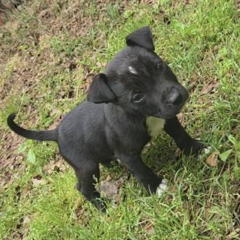 Australian Shepherd Dogs Available for Adoption in Welling, Oklahoma - Nacho William | PetCurious