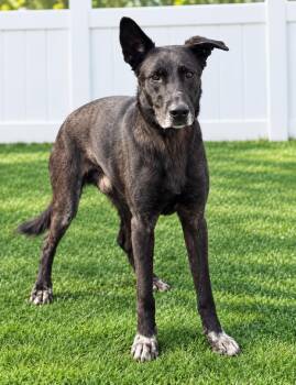 Pretzel -  German Shepherd Dog Dog for Adoption in Manhattan, Illinois - Pretzel | PetCurious