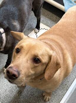 Mixed Breed Dogs Available for Adoption in West Chester, Pennsylvania - Glen | PetCurious