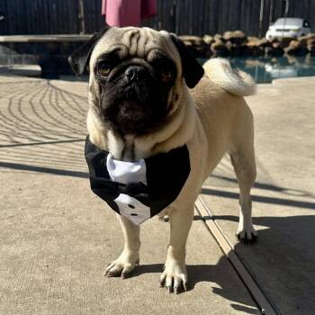 Pug Dogs Available for Adoption - BEAR Adoption Ready 4/1/2026 | PetCurious