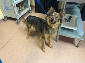 CLIFF -  Australian Shepherd and German Shepherd Dog Dog for Adoption in Cookeville, Tennessee - CLIFF | PetCurious