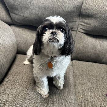 Webster -  Shih Tzu Dog for Adoption in Grinnell, Iowa - Webster | PetCurious