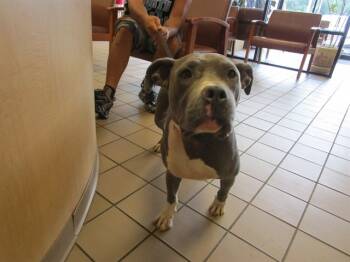 Rescue Pit Bull Terrier and Mixed Breed Dogs for Adoption in Ocala, Florida - NYDIA | PetCurious