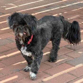 Cato 22727 -  Shih Tzu and Mixed Breed Dog for Adoption in Cumming, Georgia - Cato 22727 | PetCurious