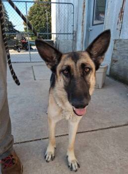 Rescue German Shepherd Dog Dogs for Adoption in Suamico, Wisconsin - Kia | PetCurious