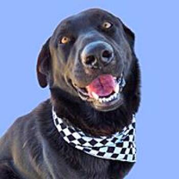 Shinoda - URGENT -  Black Labrador Retriever Dog for Adoption in Thousand Oaks, California - Shinoda - URGENT | PetCurious