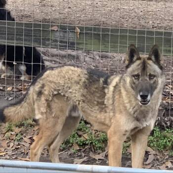 Rescue German Shepherd Dog and Mixed Breed Dogs for Adoption in Peachtree City, Georgia - Yukon (Balto) | PetCurious