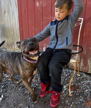 Boxer Dogs Available for Adoption in New Boston, New Hampshire - Rebel *Courtesy Post* | PetCurious