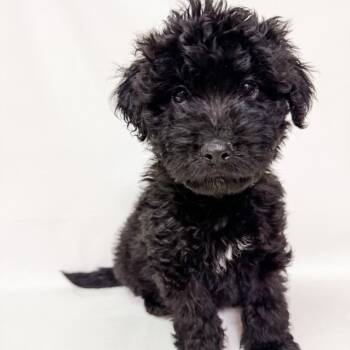 Rescue Poodle and Husky Dogs for Adoption in Parker, Colorado - 825 (2025) | PetCurious