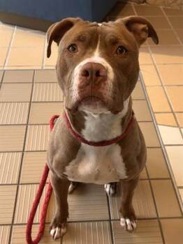 CINNABON DELIGHT -  Pit Bull Terrier Dog for Adoption in Dayton, Ohio - CINNABON DELIGHT | PetCurious