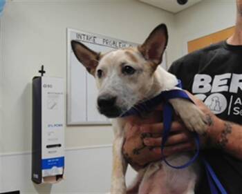 DAFFODIL -  Australian Cattle Dog Blue Heeler and Mixed Breed Dog for Adoption in Albuquerque, New Mexico - DAFFODIL | PetCurious