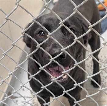 Labrador Retriever and Mixed Breed Dogs Available for Adoption in Anchorage, Alaska - BELSNICKLE | PetCurious
