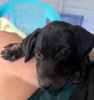 Tiny -  Jack Russell Terrier and Dachshund Dog for Adoption in Hortense, Georgia - Tiny | PetCurious