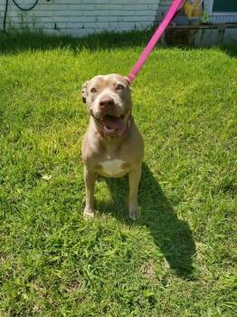 American Staffordshire Terrier Dogs Available for Adoption in Mooresville, North Carolina - Zara | PetCurious