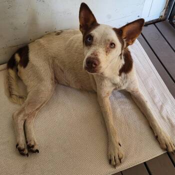 Freya -  Mixed Breed Dog for Adoption in Lake Panasoffkee, Florida - Freya | PetCurious