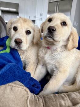 Labrador Retriever and Great Pyrenees Dogs Available for Adoption - Bonsignore / Grace | PetCurious