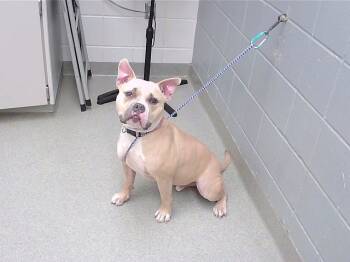 Rescue Pit Bull Terrier and Mixed Breed Dogs for Adoption in Omaha, Nebraska - ROSCO | PetCurious