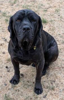 Cane Corso Dogs Available for Adoption in Larkspur, Colorado - Kruger | PetCurious