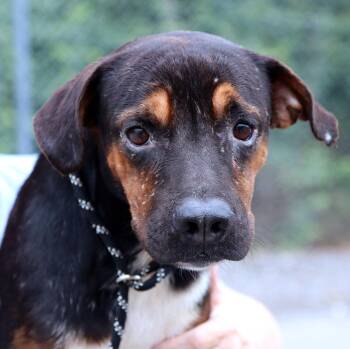 Diego (AO37360) -  Terrier Dog for Adoption in Kansas City, Kansas - Diego (AO37360) | PetCurious