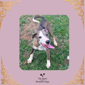 Calypso -  Catahoula Leopard Dog and Mixed Breed Dog for Adoption in Cumberland, Rhode Island - Calypso | PetCurious