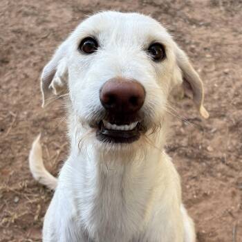 Rescue Labrador Retriever Dogs for Adoption - Lady | PetCurious