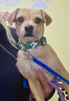 Stewart -  Border Terrier and Mixed Breed Dog for Adoption in Thayne, Wyoming - Stewart | PetCurious