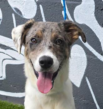 Buster -  Catahoula Leopard Dog Dog for Adoption in Newport, Tennessee - Buster | PetCurious