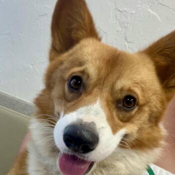 Piper - Corgi Companion -  Pembroke Welsh Corgi Dog for Adoption in Tulsa, Oklahoma - Piper - Corgi Companion | PetCurious