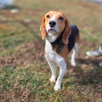 Mixed Breed Dogs Available for Adoption - Lapis | PetCurious